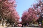 楚雄師范學院——櫻花爛漫